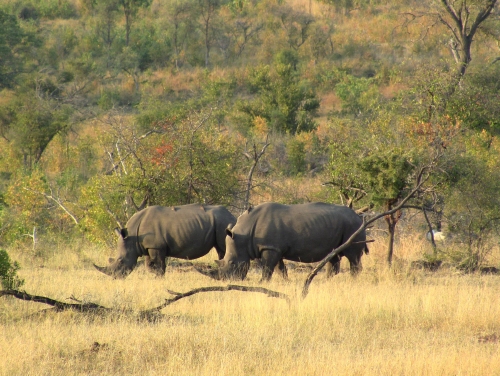 KrugerRhino3174