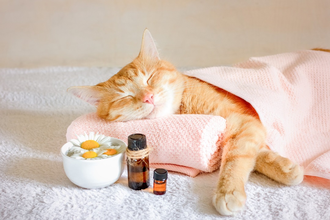 Photo sleeping cat on a massage towel
