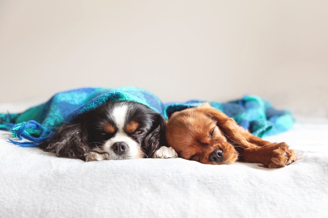 Two dogs sleeping together under the warm blanket