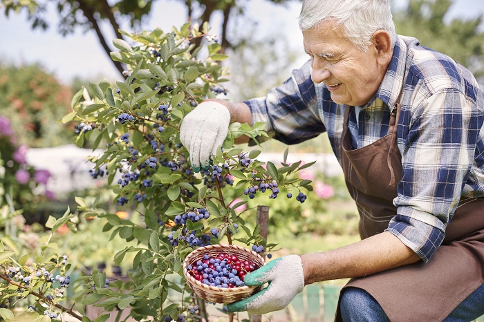 Gardening as a Stress Reliever for Active Adults