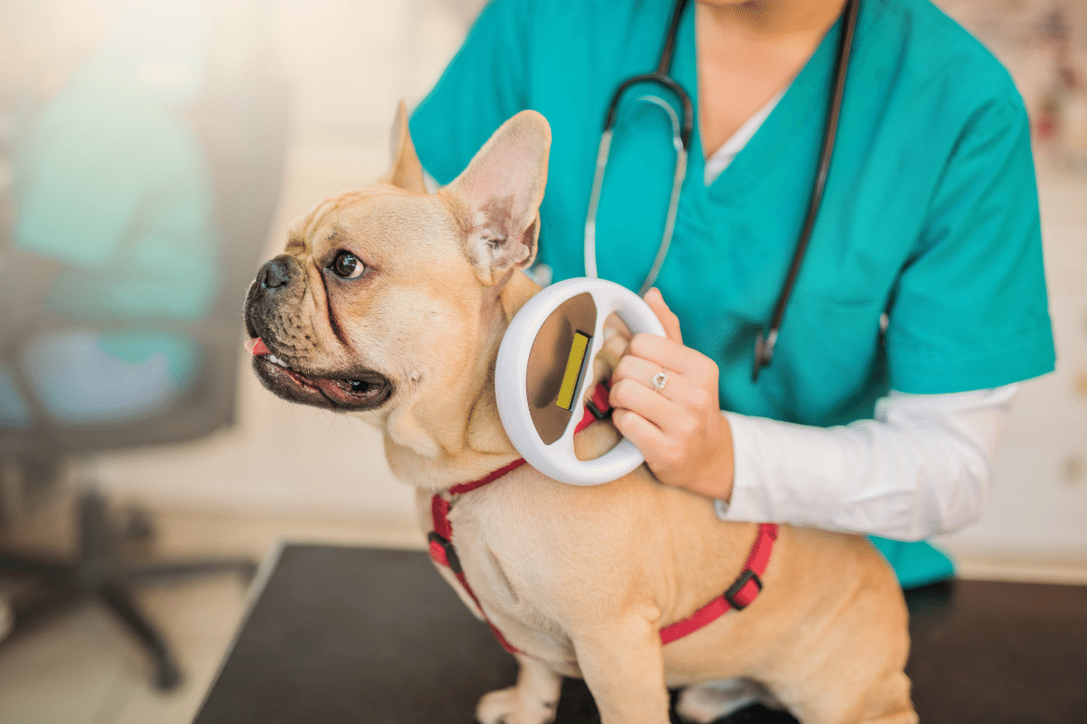 Why Everyone Should Microchip Their Pet