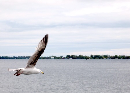 gull in flight over the lake ontario in kingston, canada