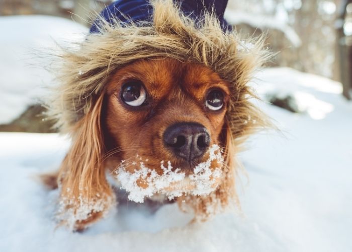 Keeping Your Fur Kids Safe This Winter