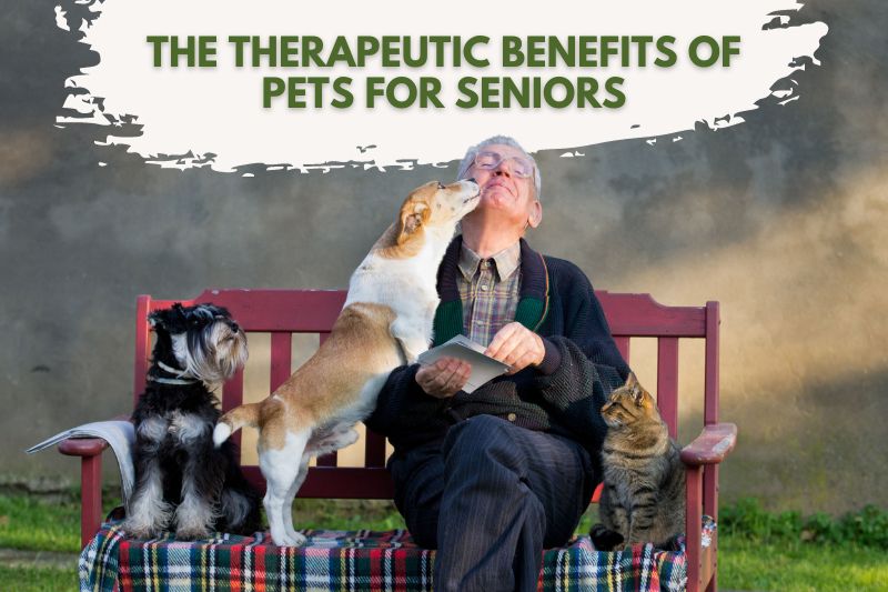 Elder man with pets on his lap